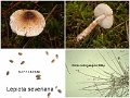 Lepiota severiana-amf1213-1